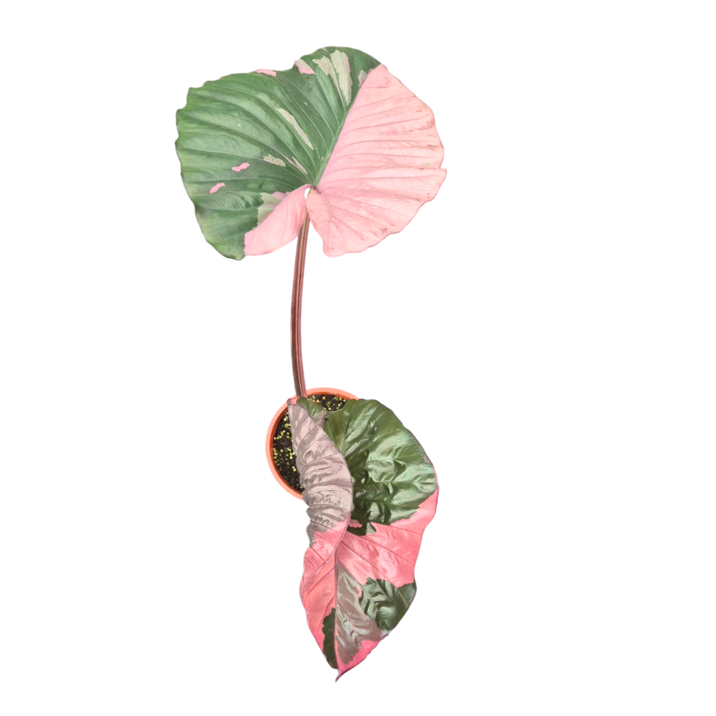 Selected Alocasia Serendipity Variegata
