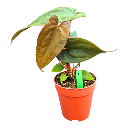 Selected Anthurium Deadpool X Twin Phoenix Narrow