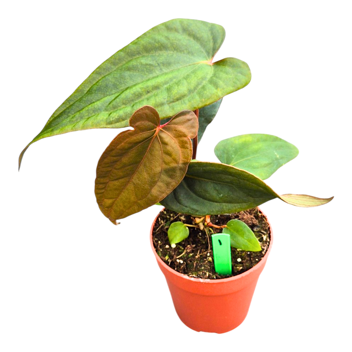 Selected Anthurium Deadpool X Twin Phoenix Narrow