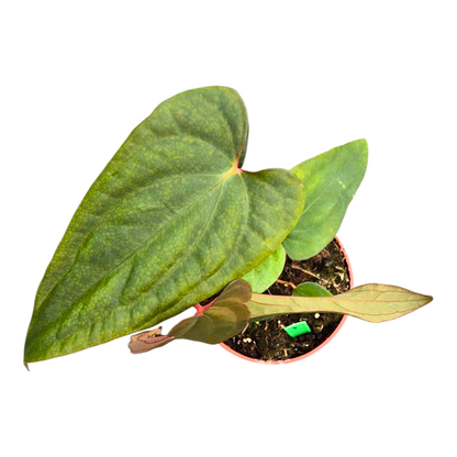 Selected Anthurium Deadpool X Twin Phoenix Narrow