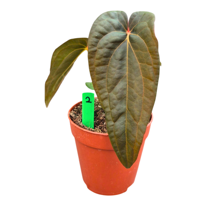 Selected Anthurium Deadpool X Twin Phoenix Narrow