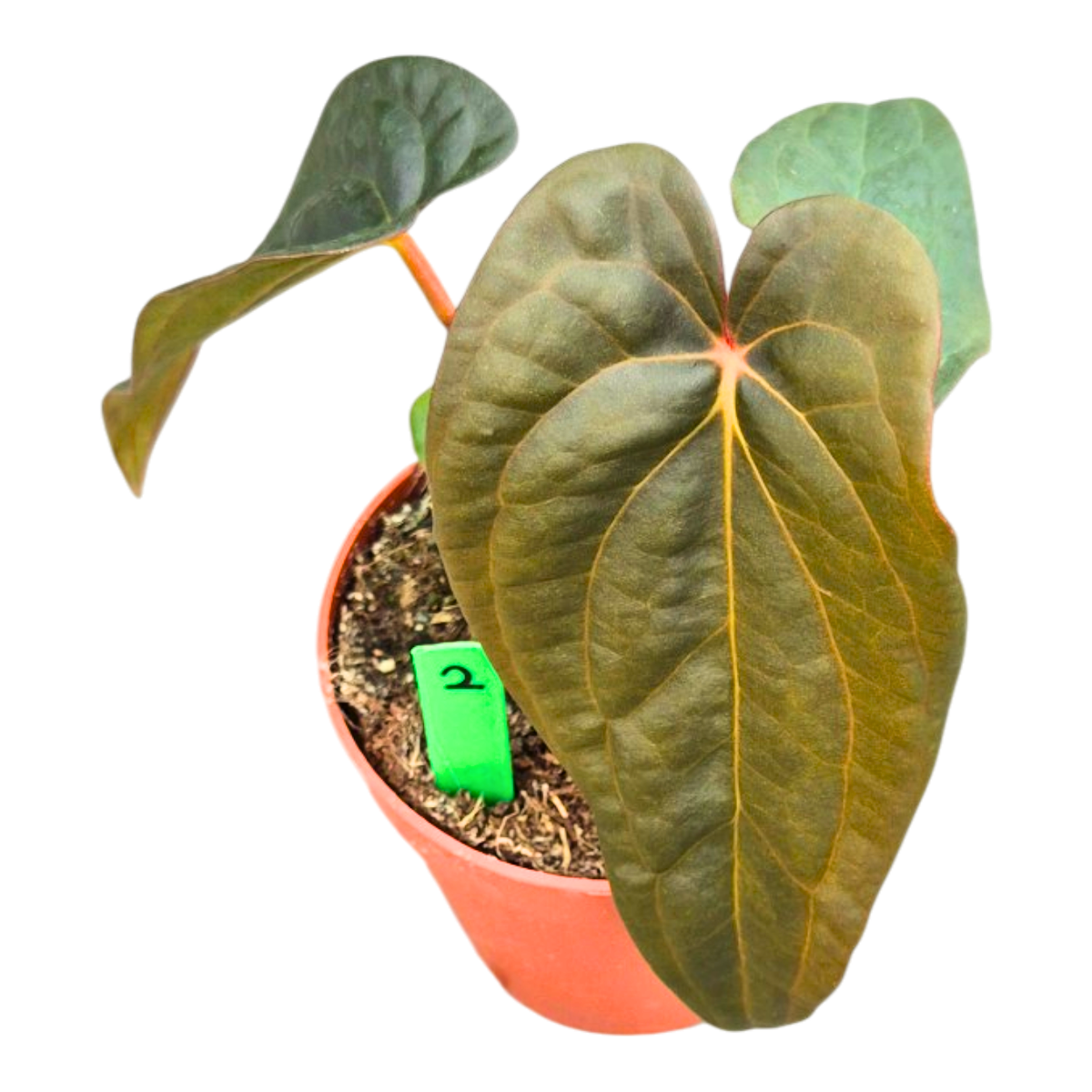 Selected Anthurium Deadpool X Twin Phoenix Narrow