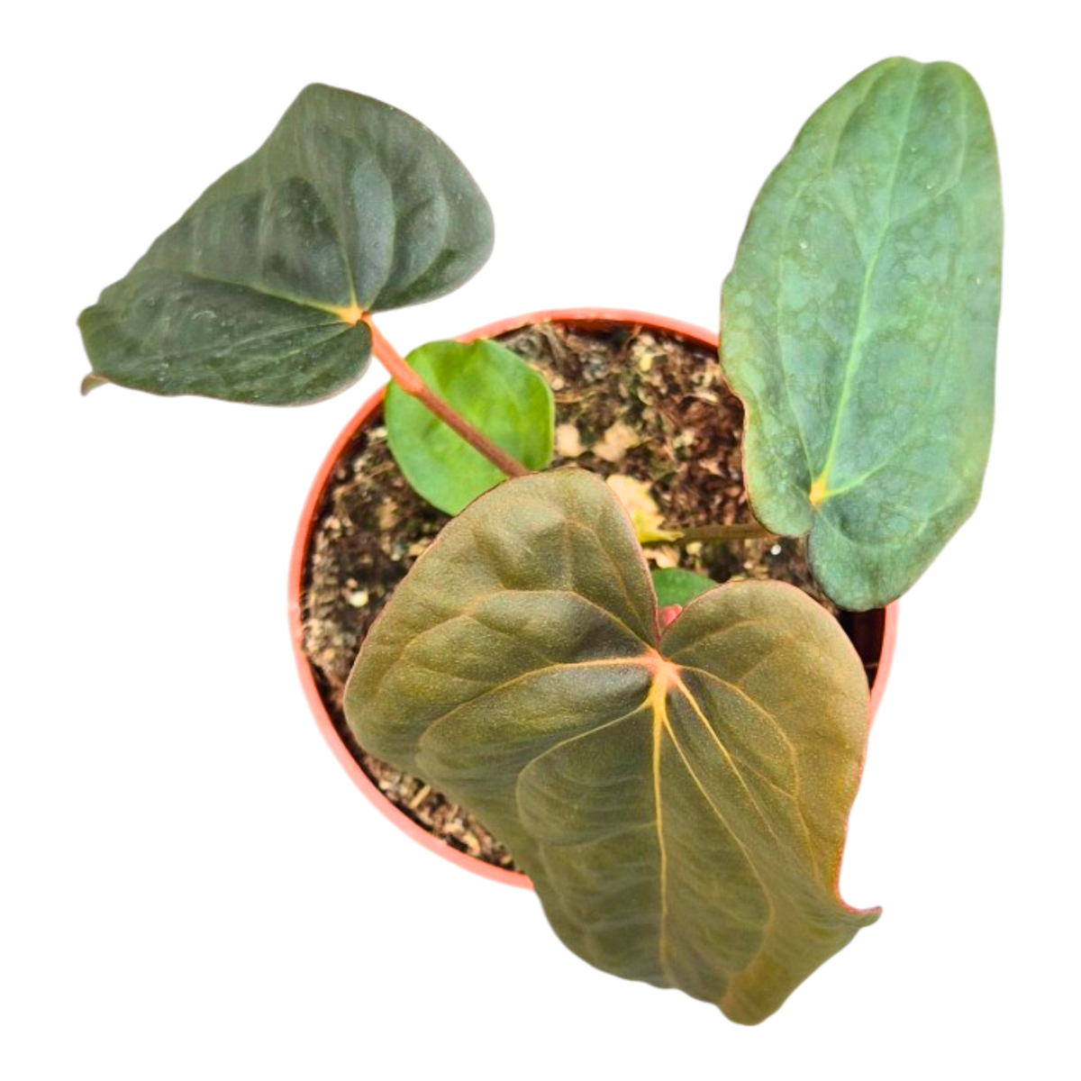 Selected Anthurium Deadpool X Twin Phoenix Narrow