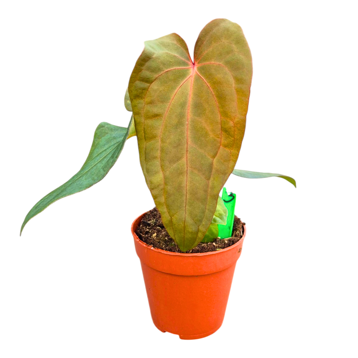 Selected Anthurium Deadpool X Twin Phoenix Narrow