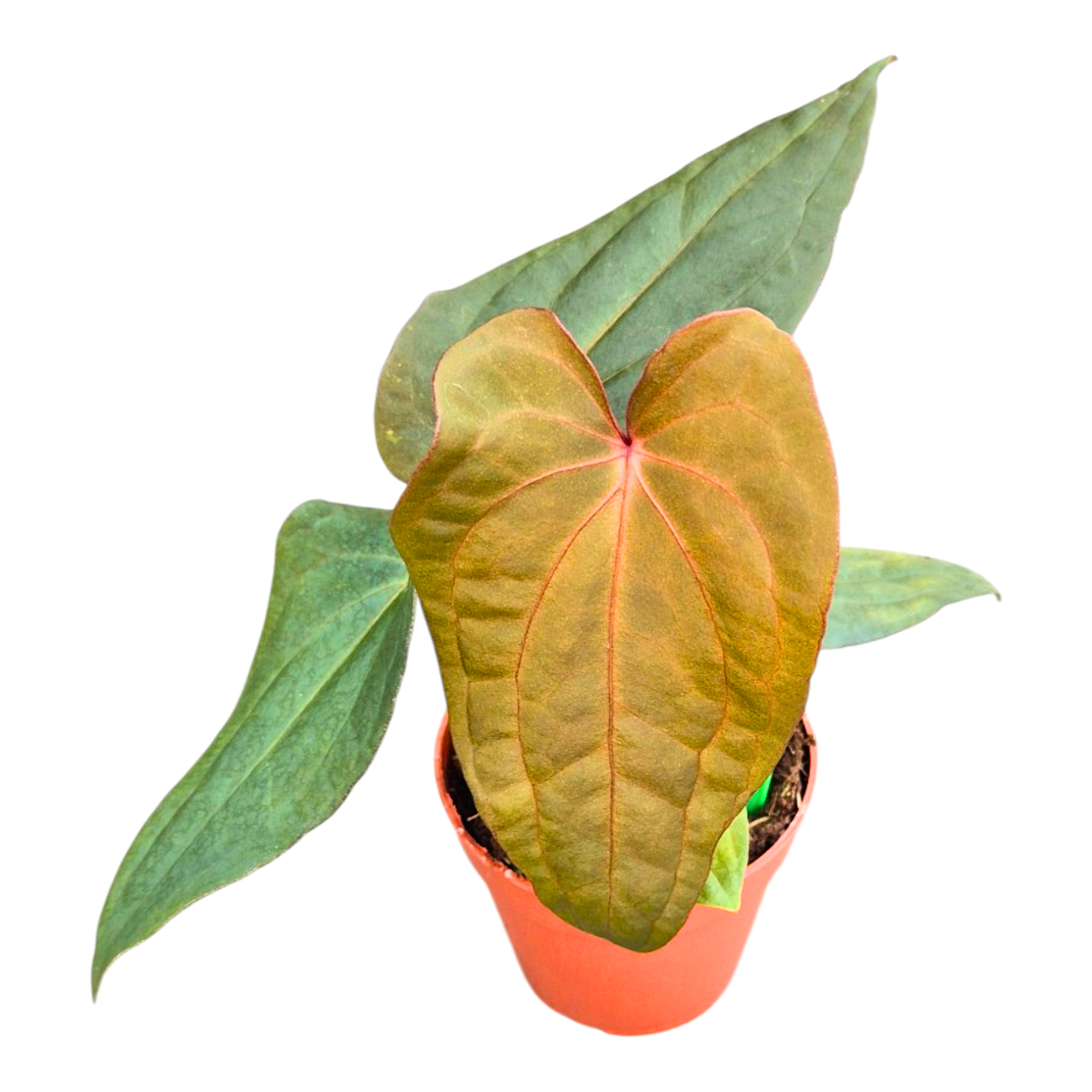 Selected Anthurium Deadpool X Twin Phoenix Narrow