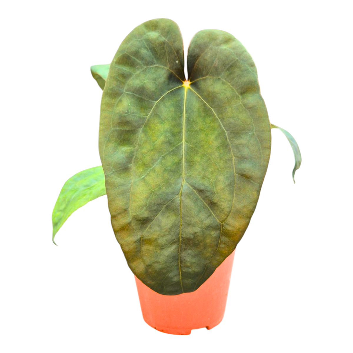 Selected Anthurium Magma X Eyewall