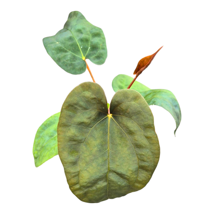 Selected Anthurium Magma X Eyewall