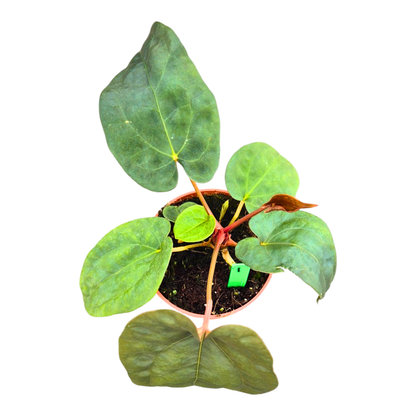 Selected Anthurium Magma X Eyewall