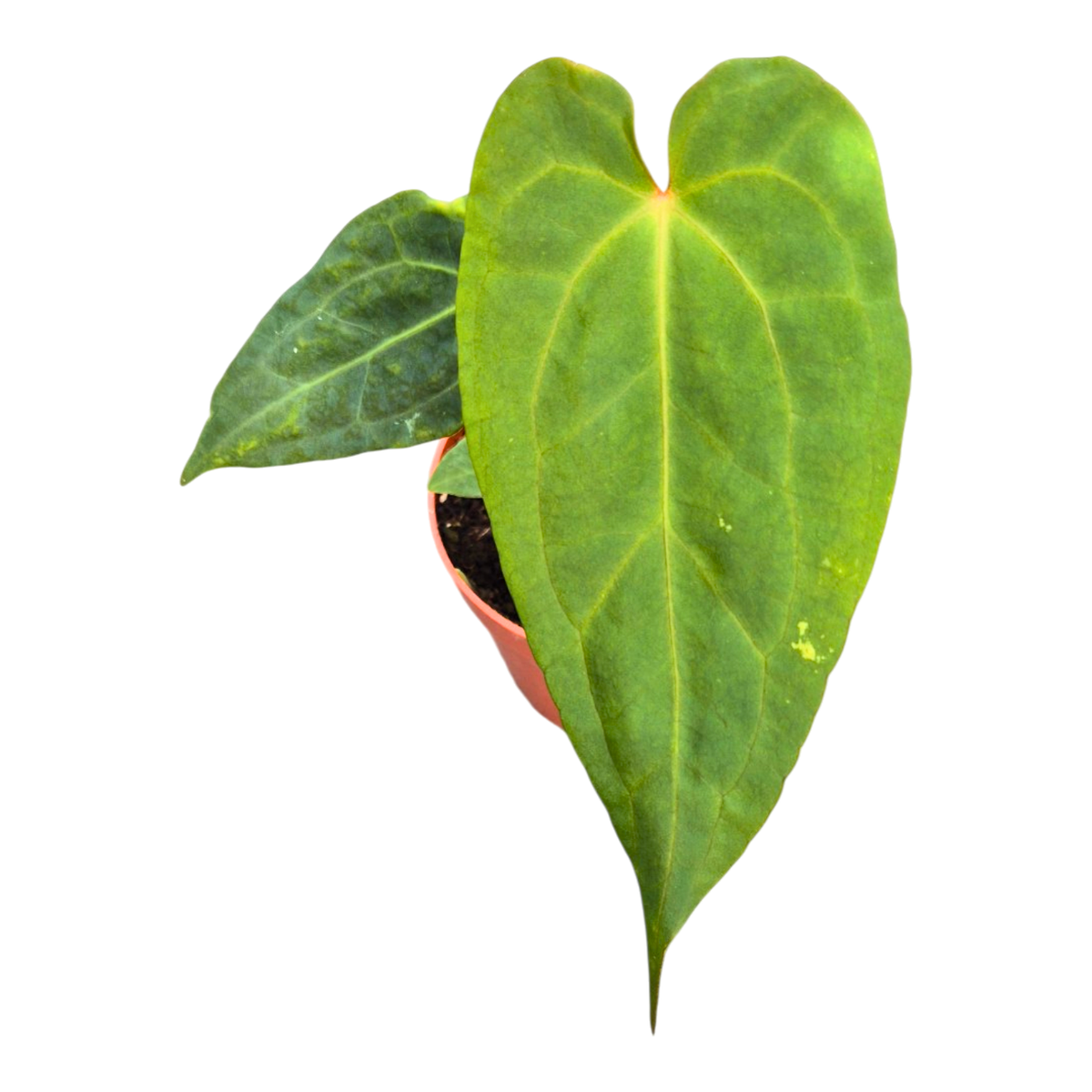 Selected Anthurium Papillilaminum Dropbear X No ID Jayda