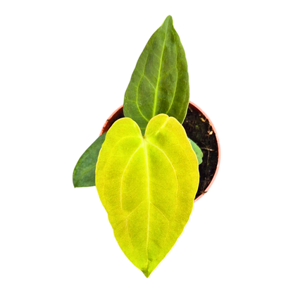 Selected Anthurium Papillilaminum Dropbear X No ID Jayda