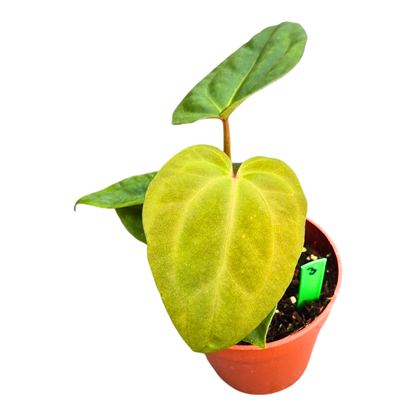 Selected Anthurium Papillilaminum Dropbear X No ID Jayda