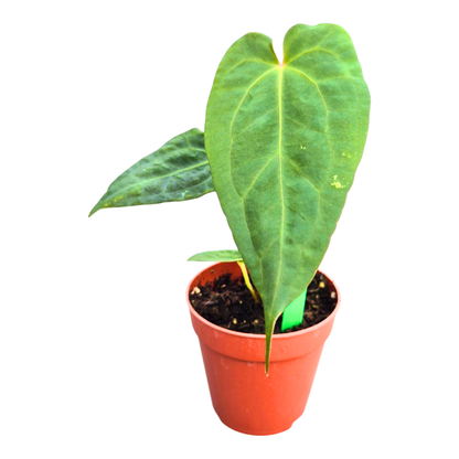 Selected Anthurium Papillilaminum Dropbear X No ID Jayda