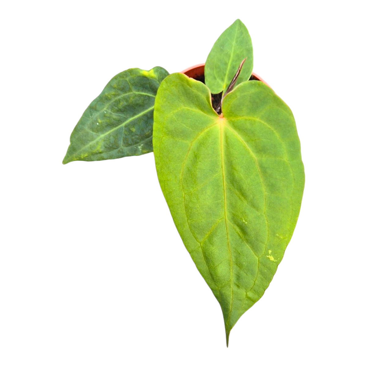 Selected Anthurium Papillilaminum Dropbear X No ID Jayda