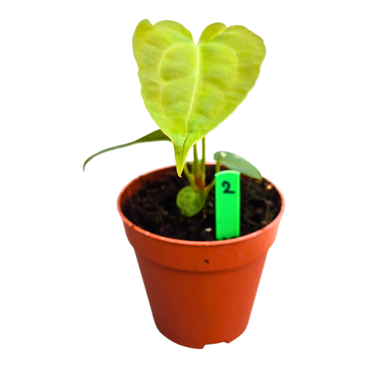 Selected Anthurium Papillilaminum Dropbear X No ID Jayda