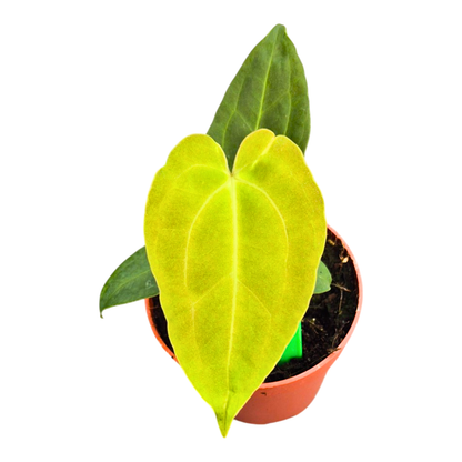 Selected Anthurium Papillilaminum Dropbear X No ID Jayda