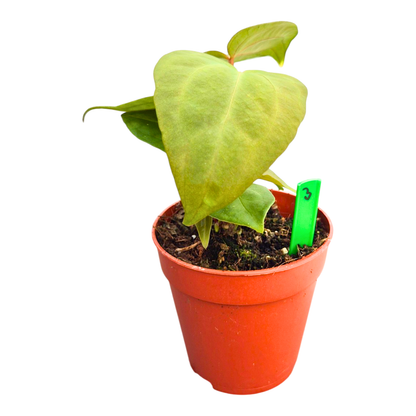 Selected Anthurium Papillilaminum Dropbear X No ID Jayda