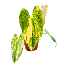 Selected Anthurium Papillilaminum X Kidda 01 Variegata