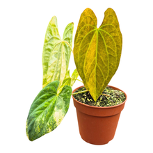 Selected Anthurium Papillilaminum X Kidda 01 Variegata