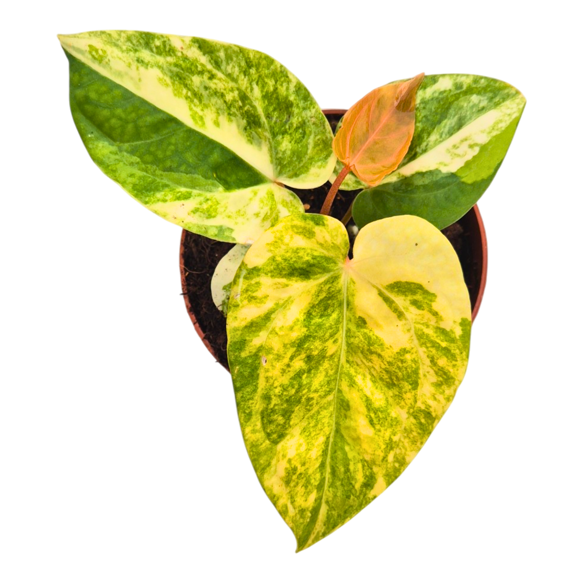 Selected Anthurium Papillilaminum X RVDP