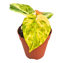 Selected Anthurium Papillilaminum X RVDP