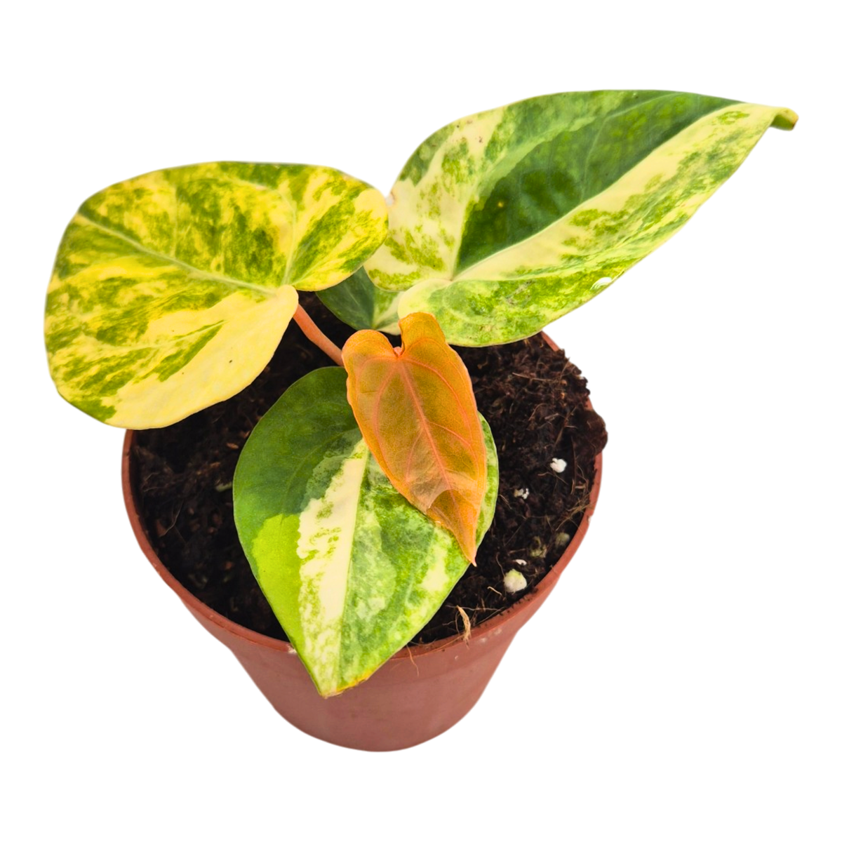 Selected Anthurium Papillilaminum X RVDP