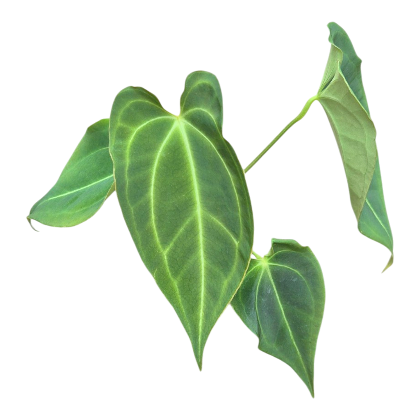 Ausgewählte DocBlock-Sorte Anthurium Black Widow® '43' × Forgetii '57' *18