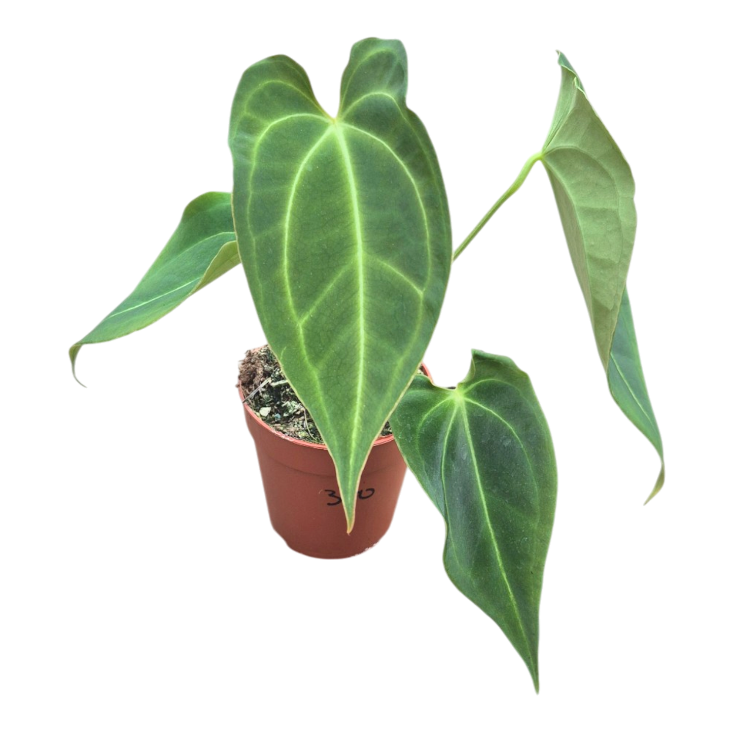Ausgewählte DocBlock-Sorte Anthurium Black Widow® '43' × Forgetii '57' *18