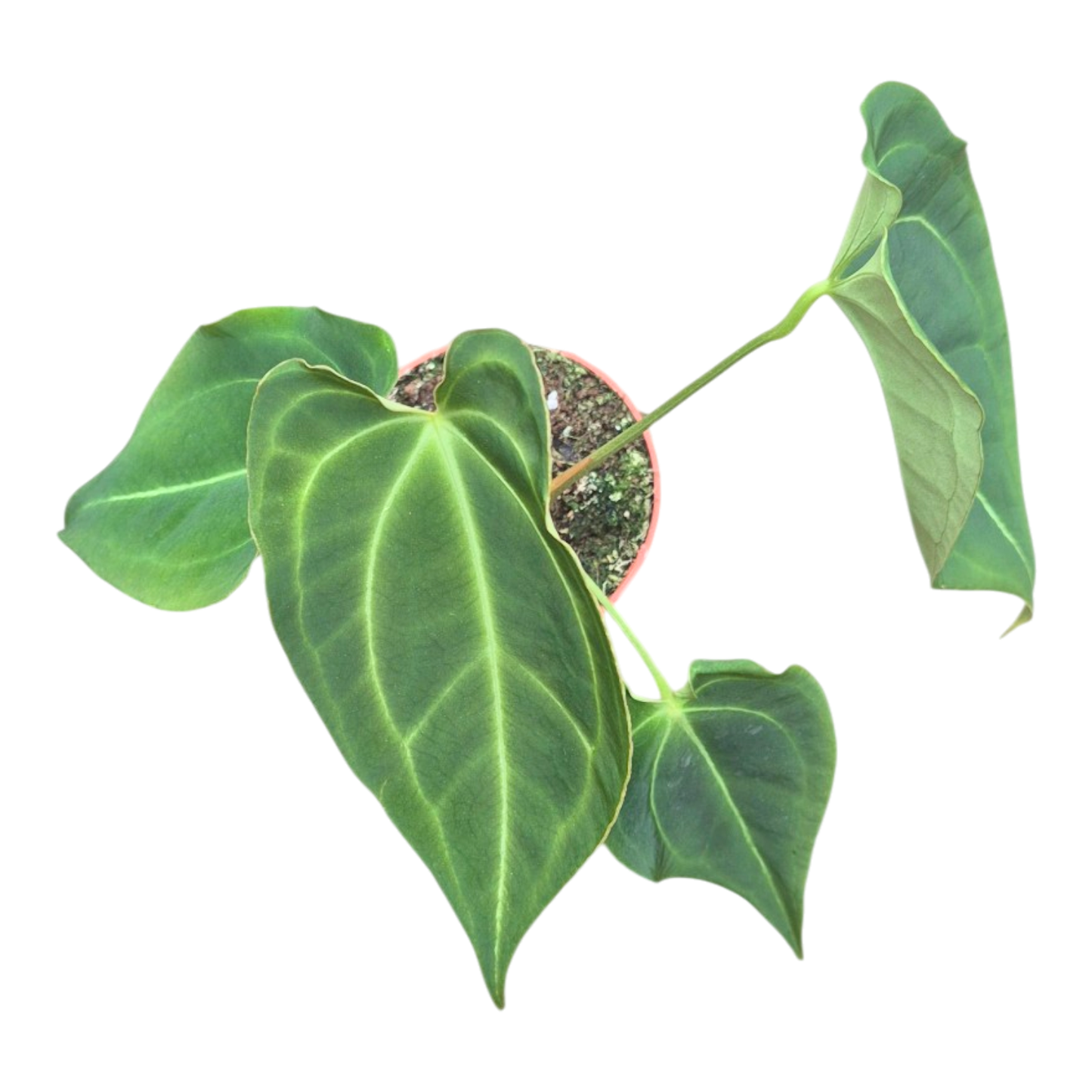 Ausgewählte DocBlock-Sorte Anthurium Black Widow® '43' × Forgetii '57' *18
