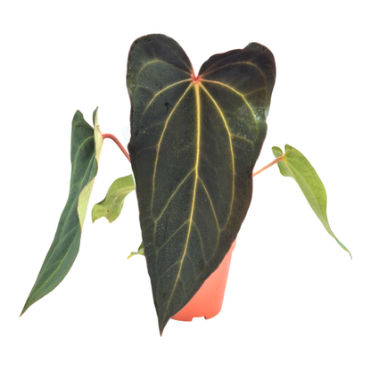 Selected DocBlock Anthurium Black Widow® '43' X Minerva® '21'