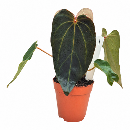 Selected DocBlock Anthurium Black Widow® '43' X Minerva® '21'
