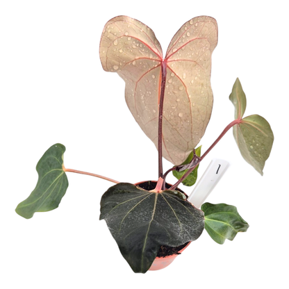 Selected DocBlock Anthurium Black Widow® '43' X Minerva® '21'