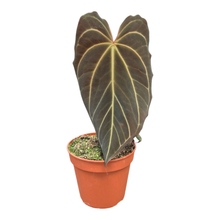 Selected DocBlock Anthurium Black Widow® '43' X Red Velvet Cake® '24' *1
