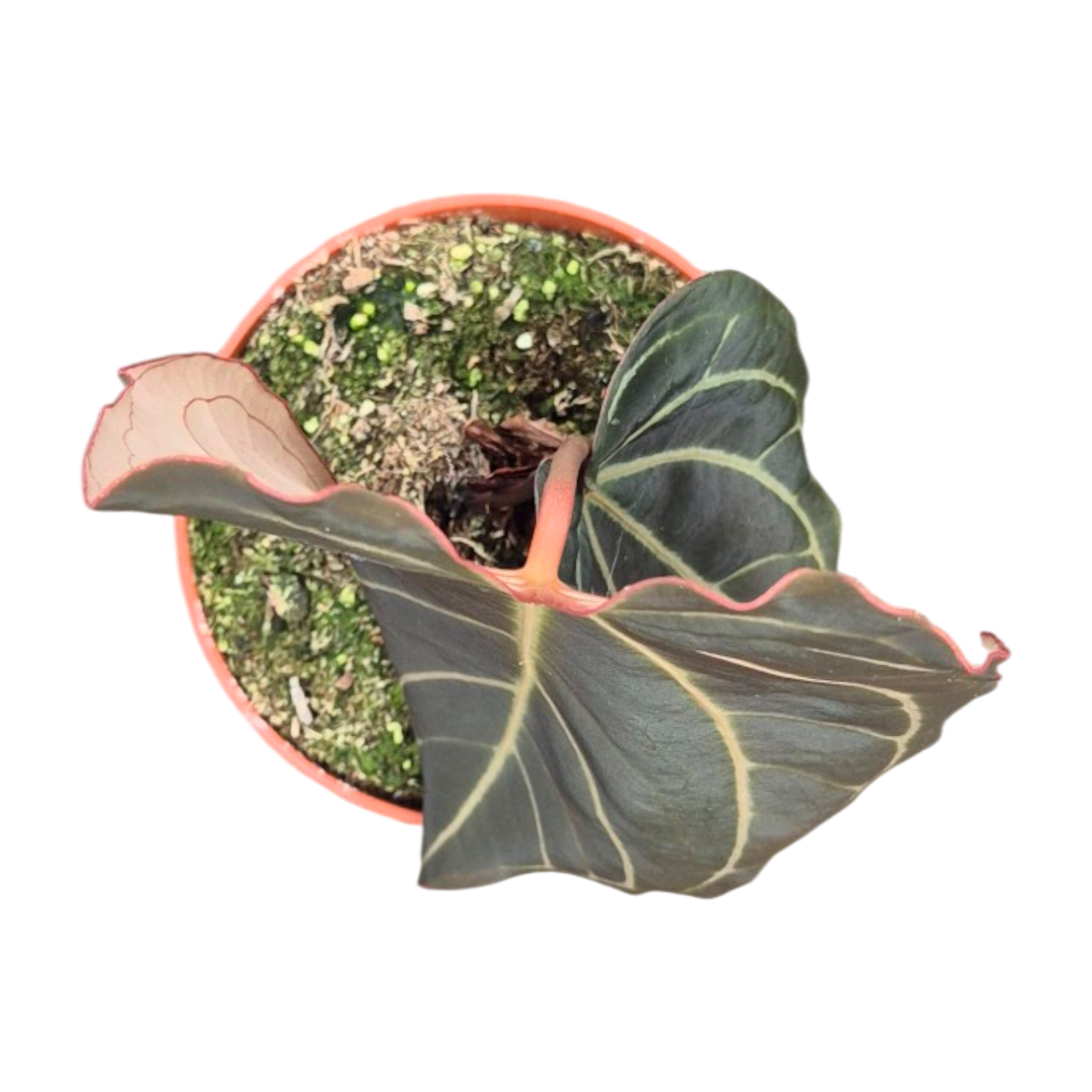 Selected DocBlock Anthurium Black Widow® '43' X Red Velvet Cake® '24' *1