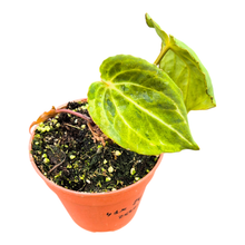 Selected DocBlock Anthurium Black Widow® '43' X Red Velvet Cake® '24' Variegata