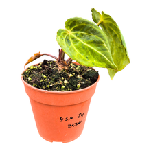 Selected DocBlock Anthurium Black Widow® '43' X Red Velvet Cake® '24' Variegata