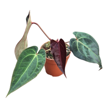 Selected DocBlock Anthurium Dark & Handsome® '9' × Darth Vader® '75' *6