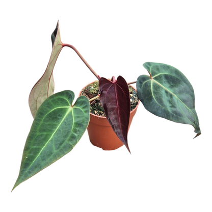 Selected DocBlock Anthurium Dark & Handsome® '9' × Darth Vader® '75' *6