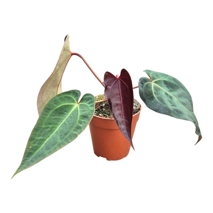 Selected DocBlock Anthurium Dark & Handsome® '9' × Darth Vader® '75' *6