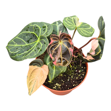 Selected DocBlock Anthurium Dark & Handsome® '9' X Black Widow® '13'