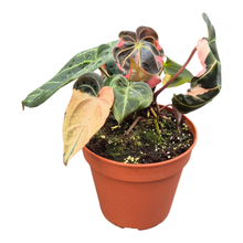 Selected DocBlock Anthurium Dark & Handsome® '9' X Black Widow® '13'