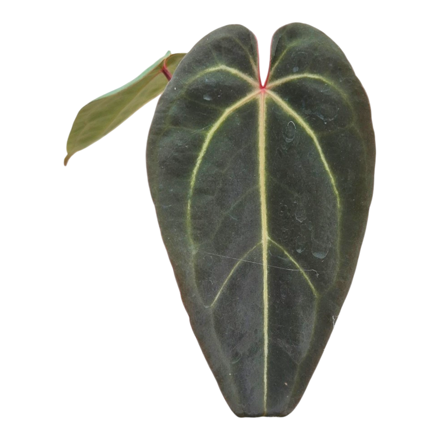 Ausgewählter DocBlock Anthurium Dark & Handsome® '9' × Michelle® '10' *1