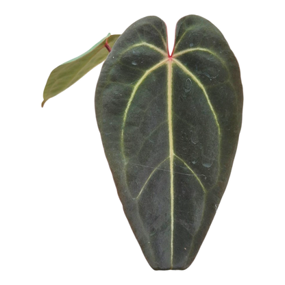 Ausgewählter DocBlock Anthurium Dark & Handsome® '9' × Michelle® '10' *1