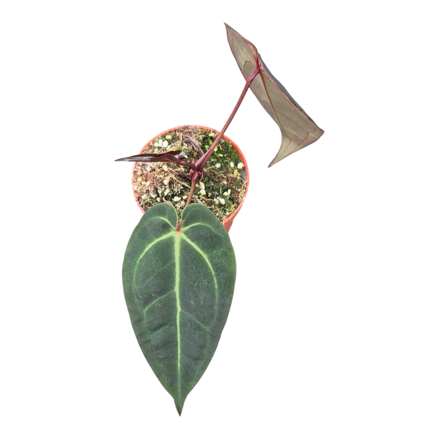 Ausgewählter DocBlock Anthurium Dark & Handsome® '9' × Michelle® '10' *1