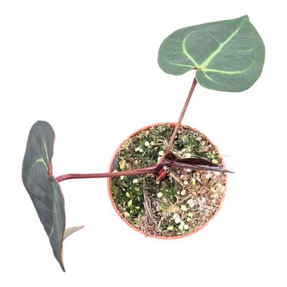 Ausgewählter DocBlock Anthurium Dark & Handsome® '9' × Michelle® '10' *1