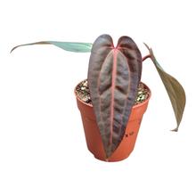 Selected DocBlock Anthurium Dark & Handsome® '9' X Michelle® '10' *28