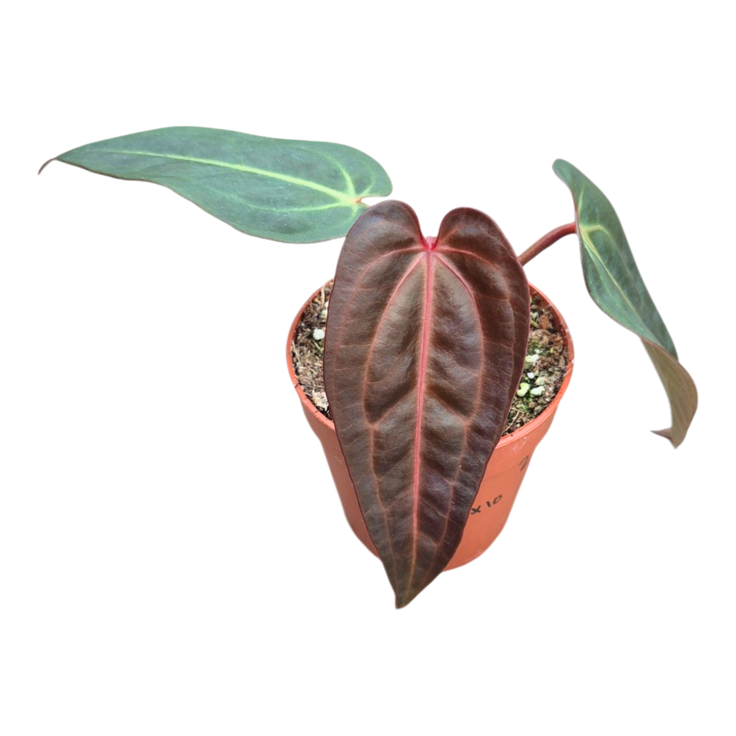 Selected DocBlock Anthurium Dark & Handsome® '9' X Michelle® '10' *28