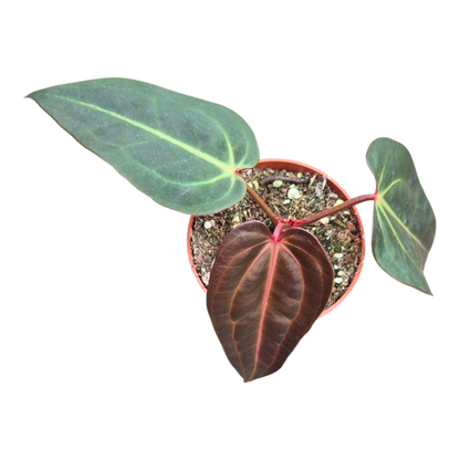 Selected DocBlock Anthurium Dark & Handsome® '9' X Michelle® '10' *28