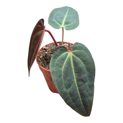 Selected DocBlock Anthurium Dark & Handsome® '9' X Michelle® '10' *28
