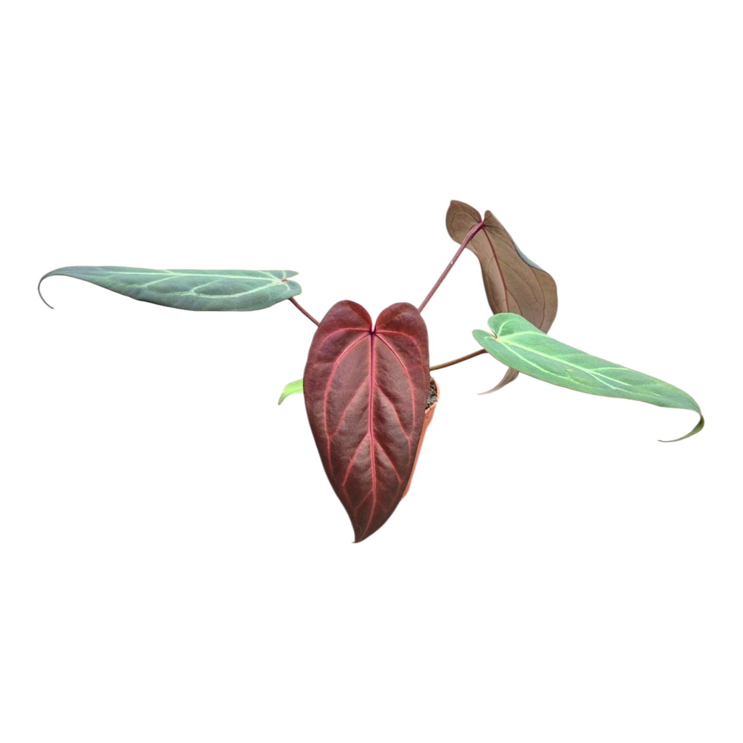 Selected DocBlock Anthurium Dark & Handsome® '9' X Michelle® '10' *31
