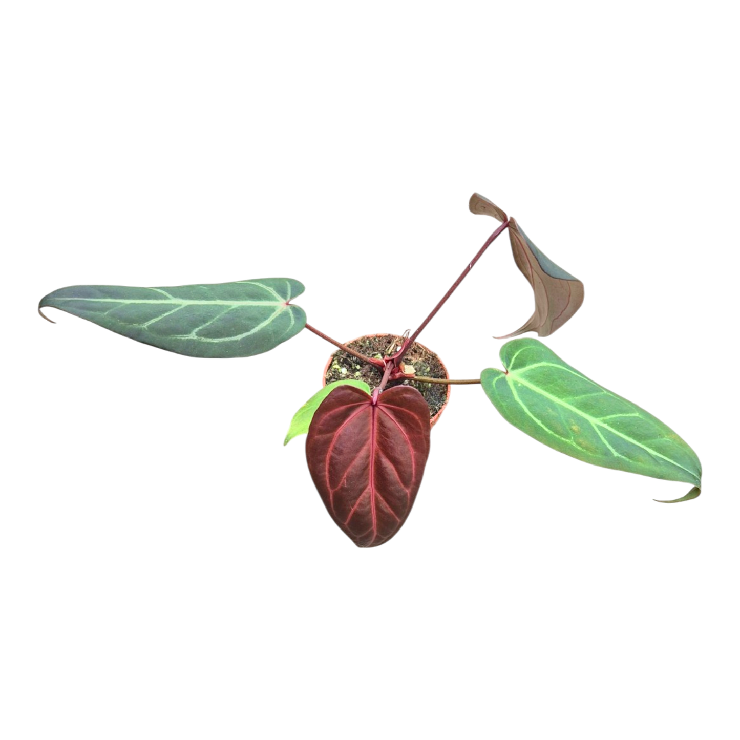 Selected DocBlock Anthurium Dark & Handsome® '9' X Michelle® '10' *31